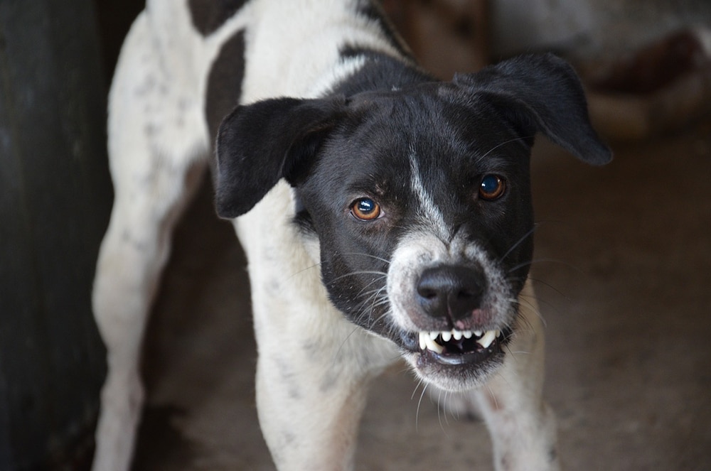 Mississippi Dog Bite Laws